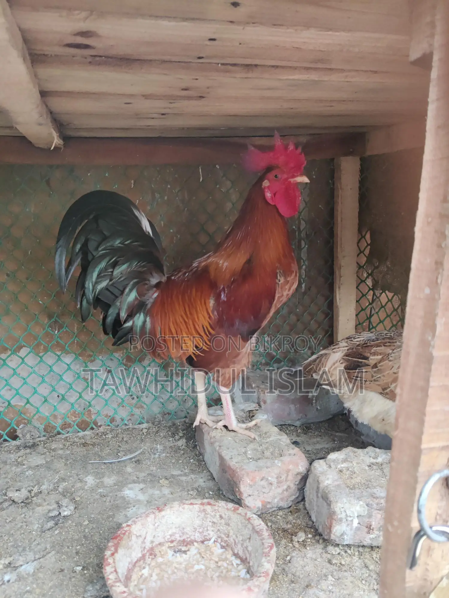 দেশি মোরগ মুরগি হাতবদল হবে