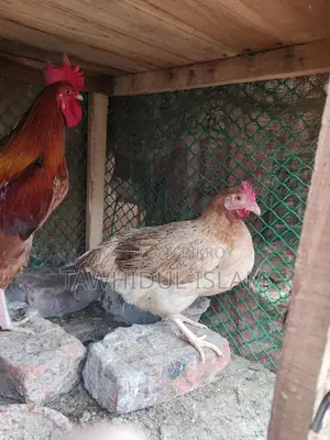 দেশি মোরগ মুরগি হাতবদল হবে