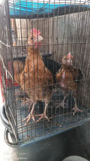 দেশি মোরক