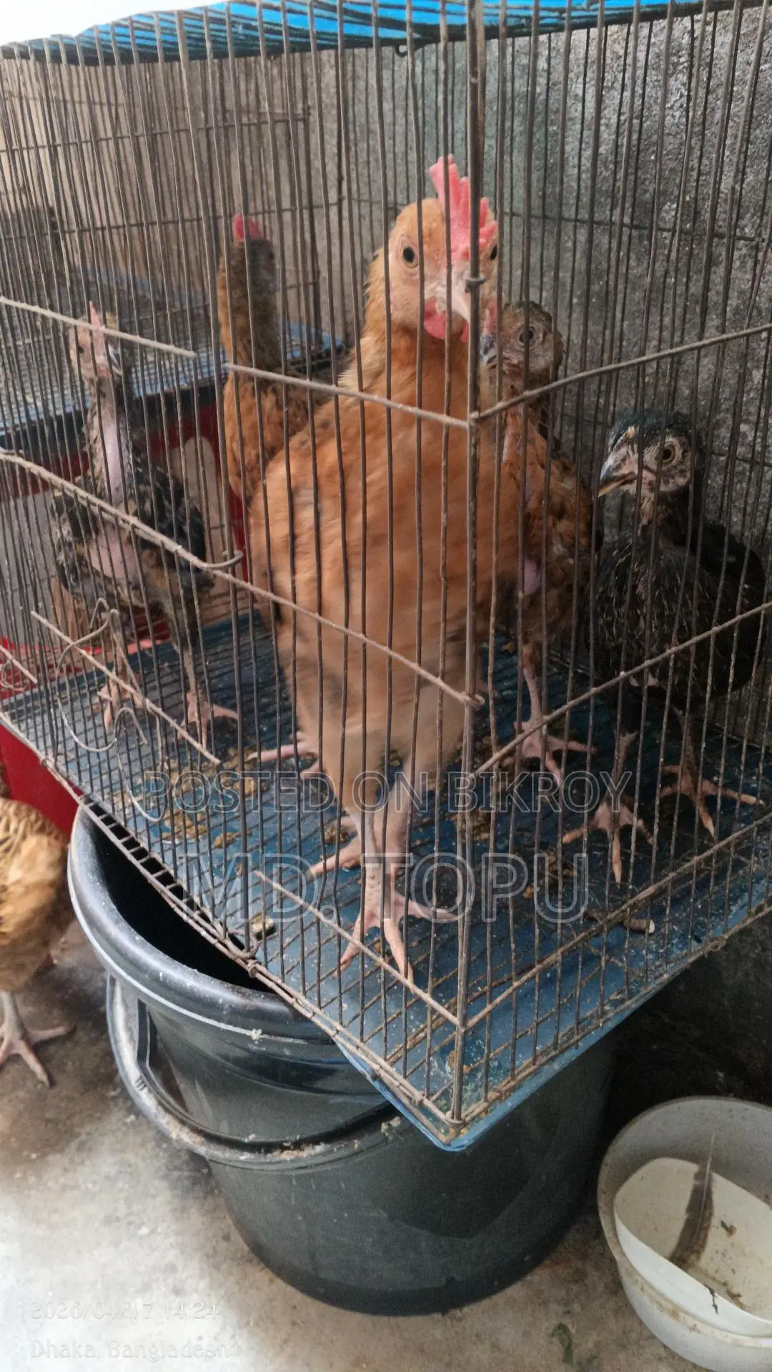দেশি মোরক