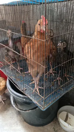 দেশি মোরক
