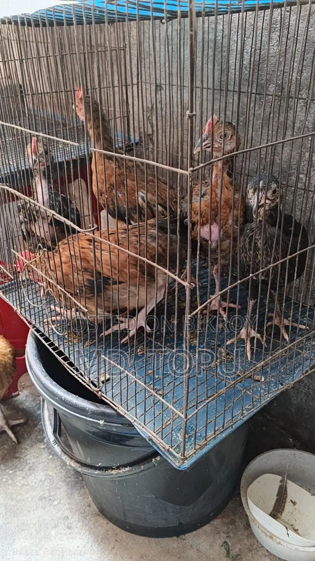 দেশি মোরক