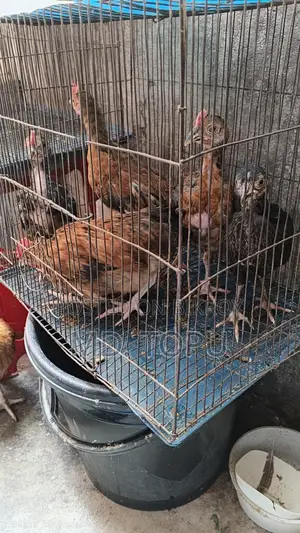 দেশি মোরক