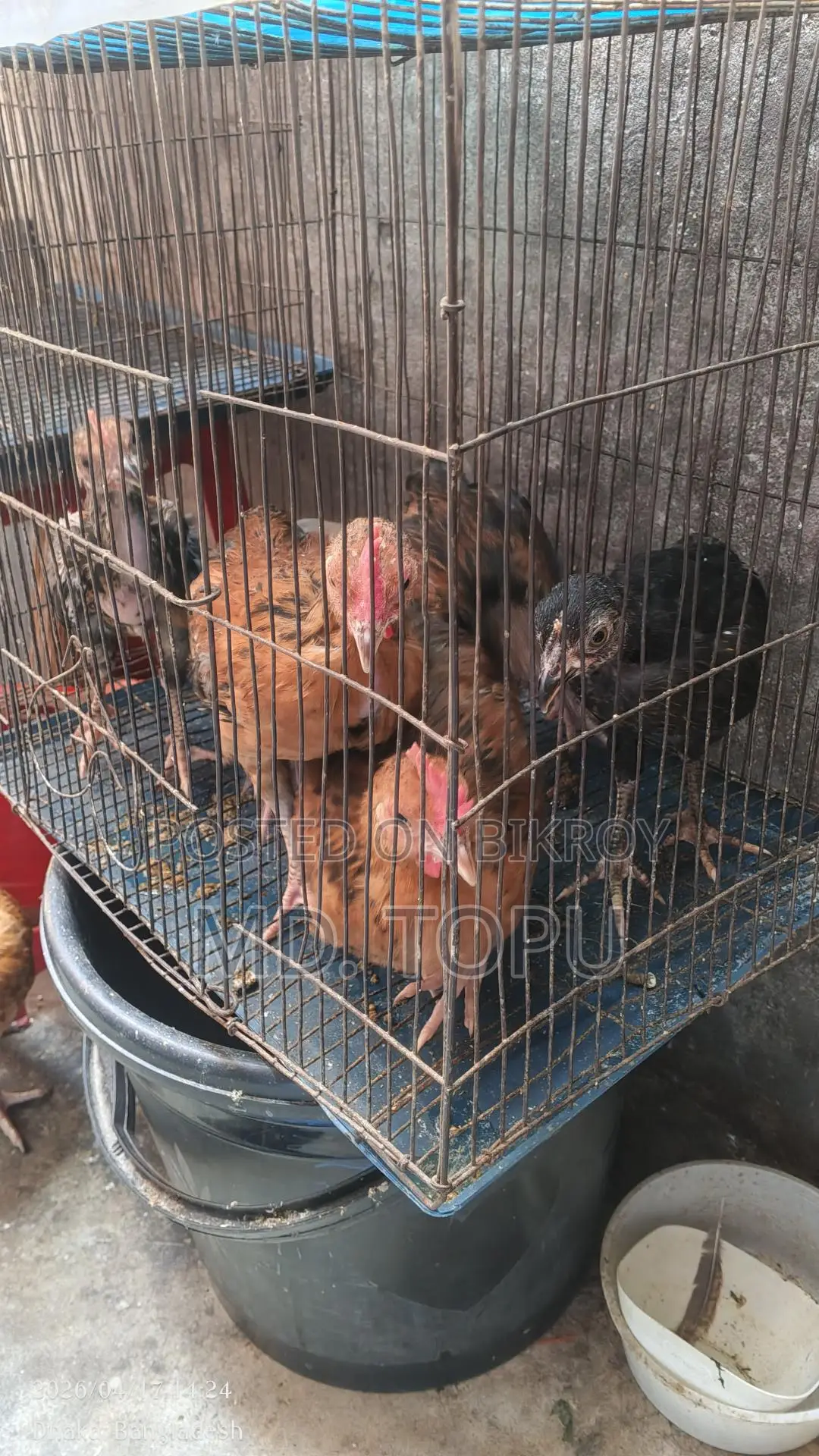 দেশি মোরক