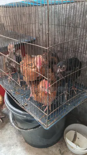 দেশি মোরক