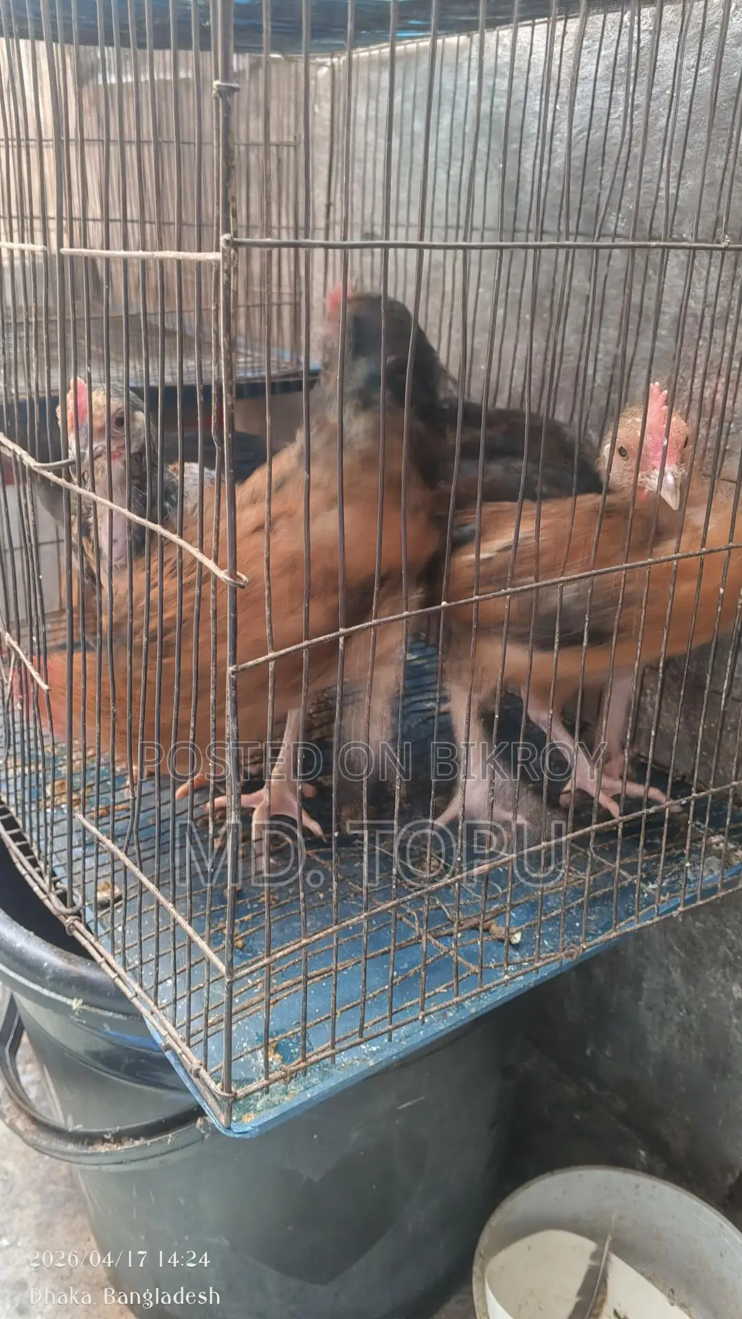 দেশি মোরক