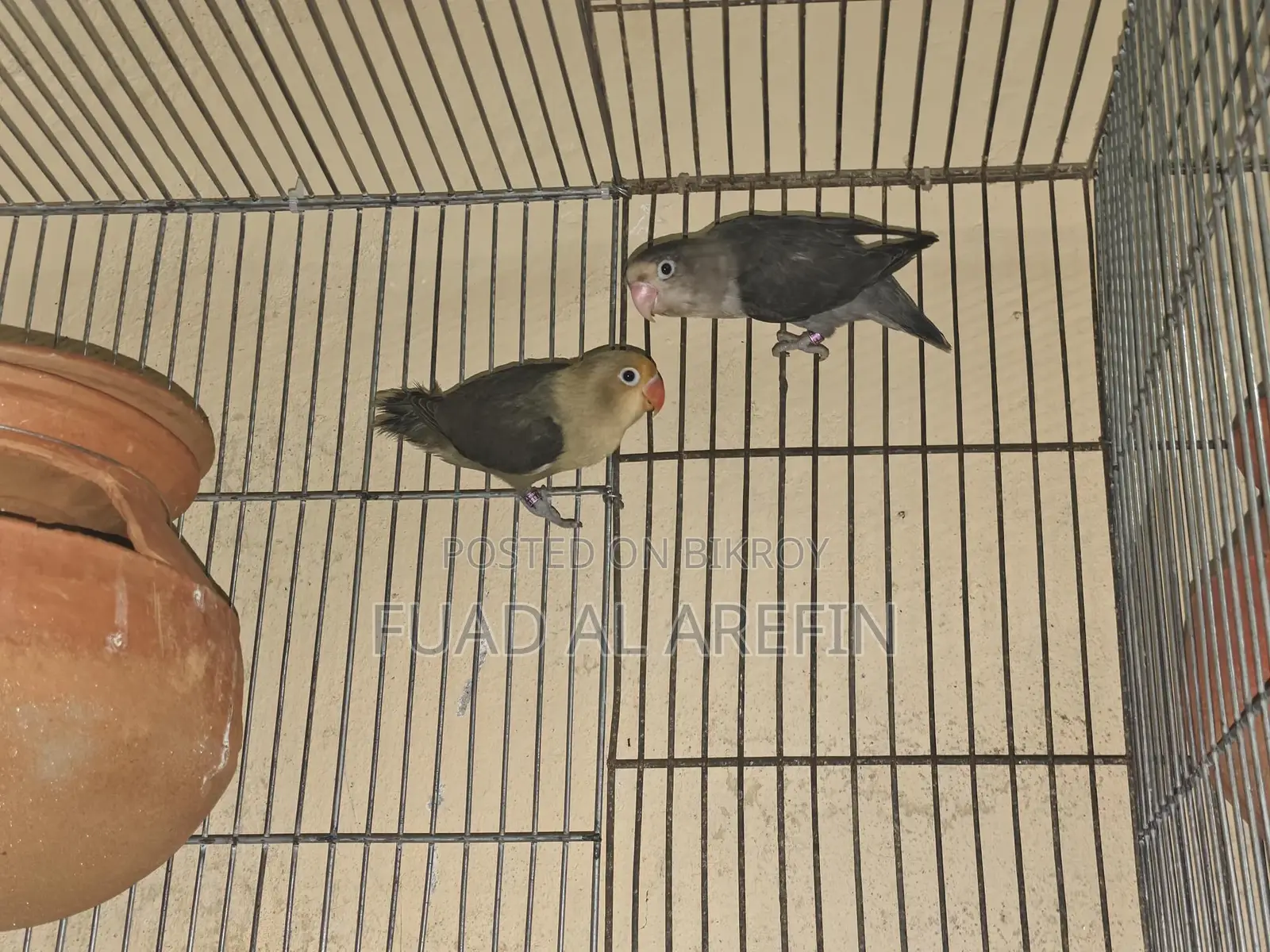 1 Pair Lovebirds (New Adult)