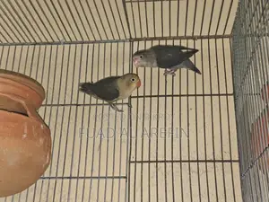 1 Pair Lovebirds (New Adult)