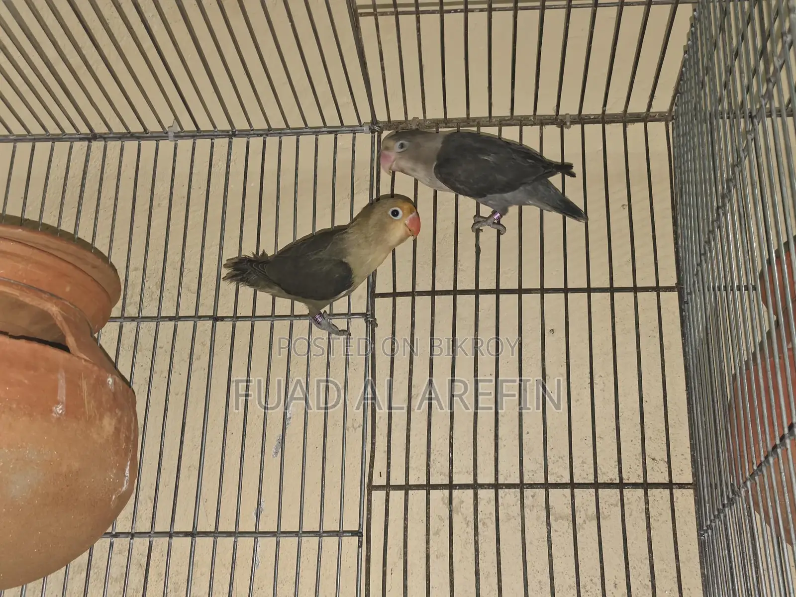 1 Pair Lovebirds (New Adult)
