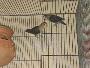 1 Pair Lovebirds (New Adult)