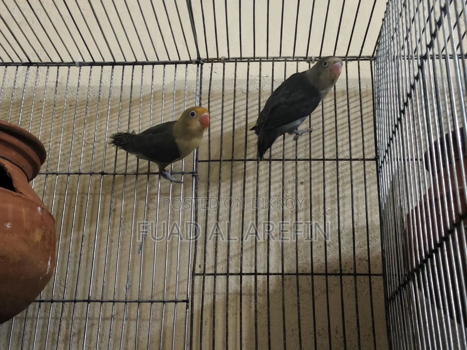 1 Pair Lovebirds (New Adult)