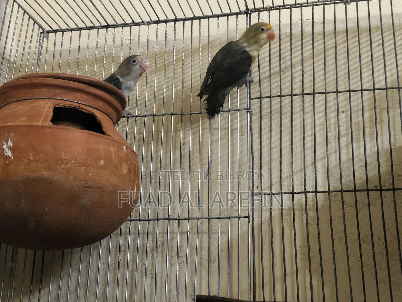 1 Pair Lovebirds (New Adult)