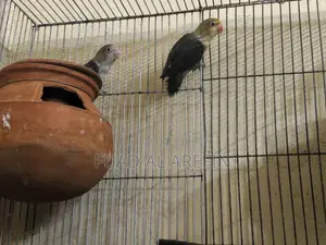 1 Pair Lovebirds (New Adult)