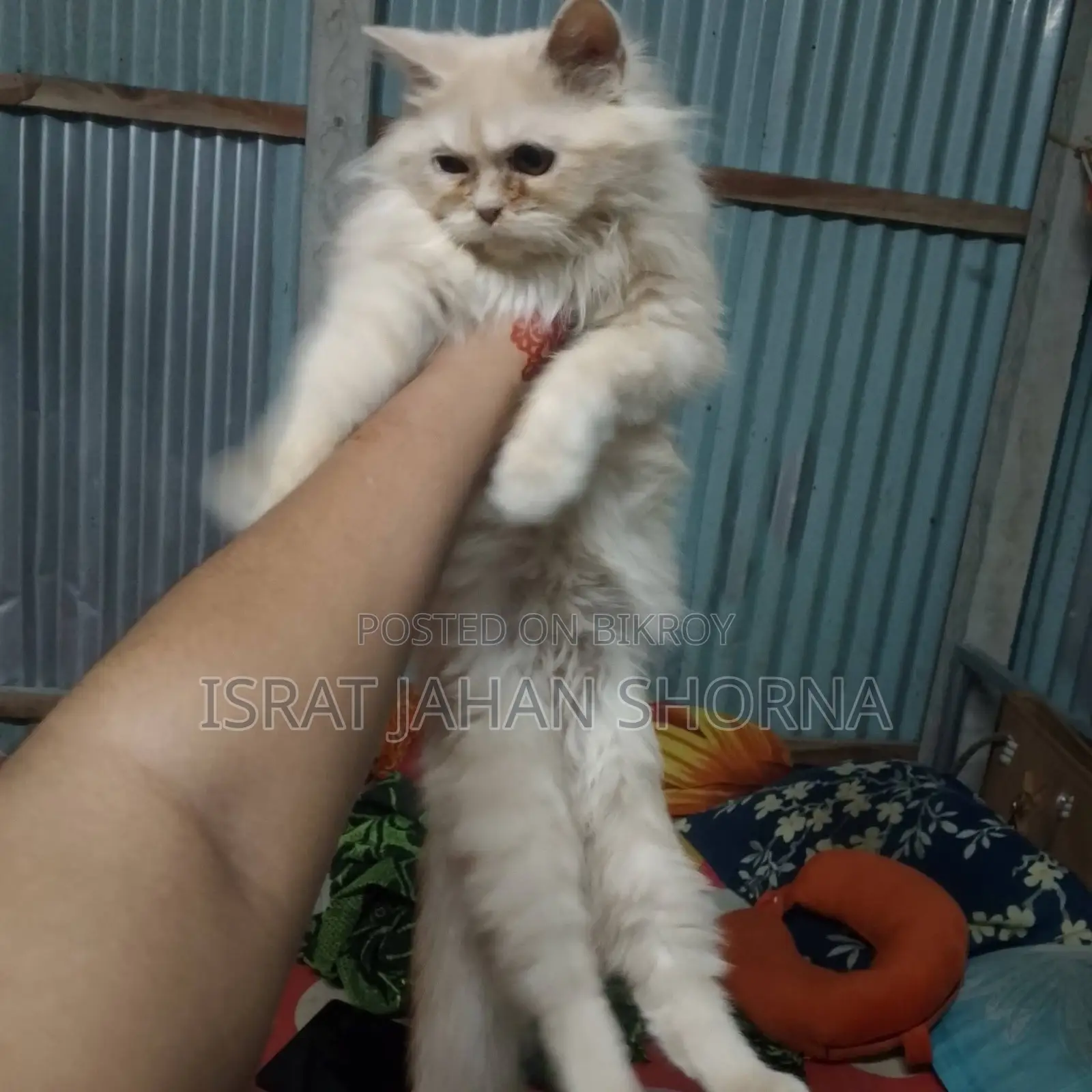 Persian Cat