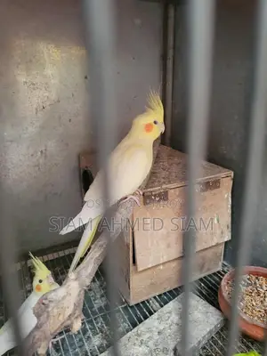 3 Cockatiel Birds