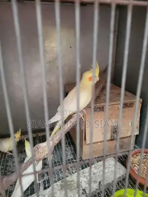 3 Cockatiel Birds