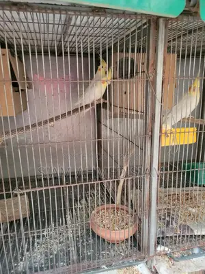 3 Cockatiel Birds