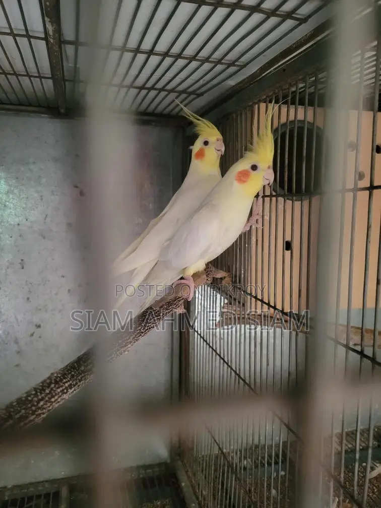 3 Cockatiel Birds