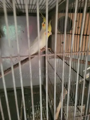 3 Cockatiel Birds