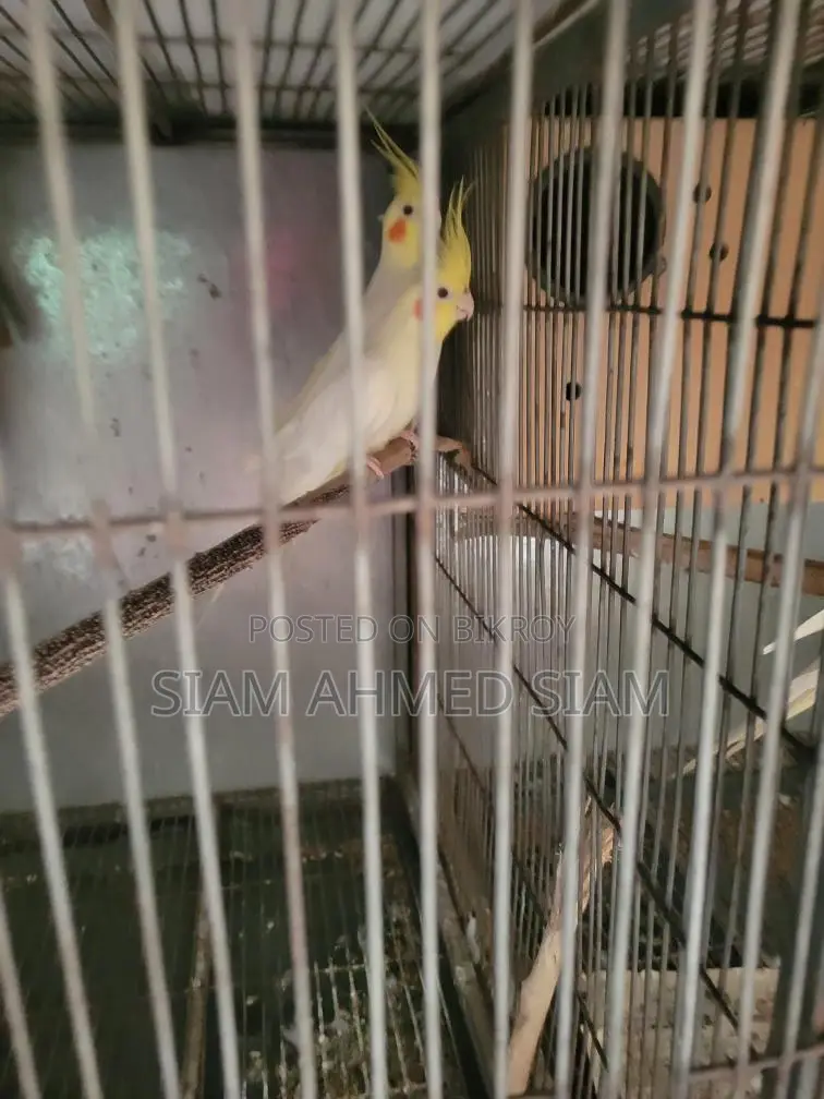 3 Cockatiel Birds