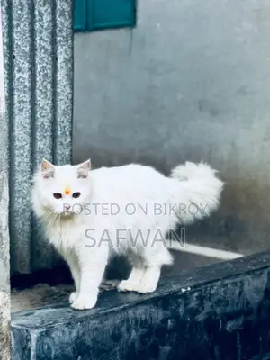 Persian Cat