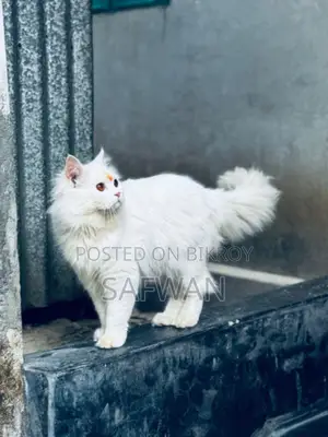 Persian Cat