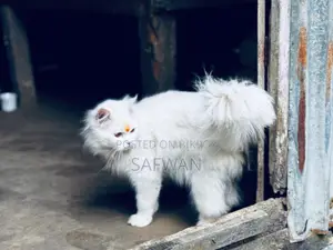 Persian Cat