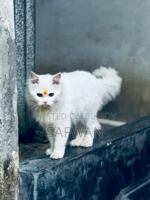 Persian Cat
