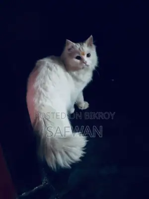 Persian Cat