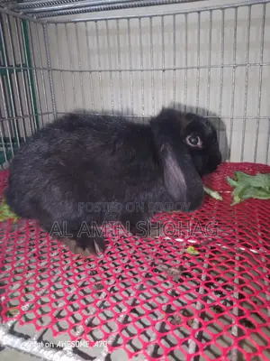 Lop Rabbit
