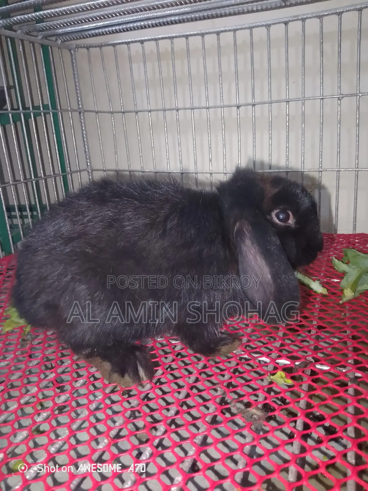 Lop Rabbit