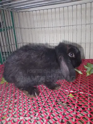 Lop Rabbit