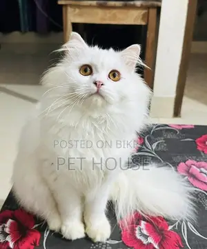 1+ Year Male Purebred Persian