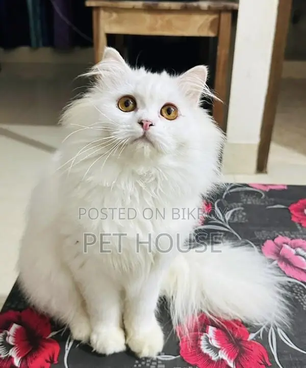 1+ Year Male Purebred Persian