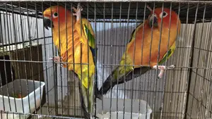 Sun Conure সান কনুর