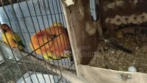 Sun Conure