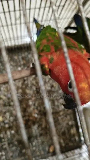 Sun Conure