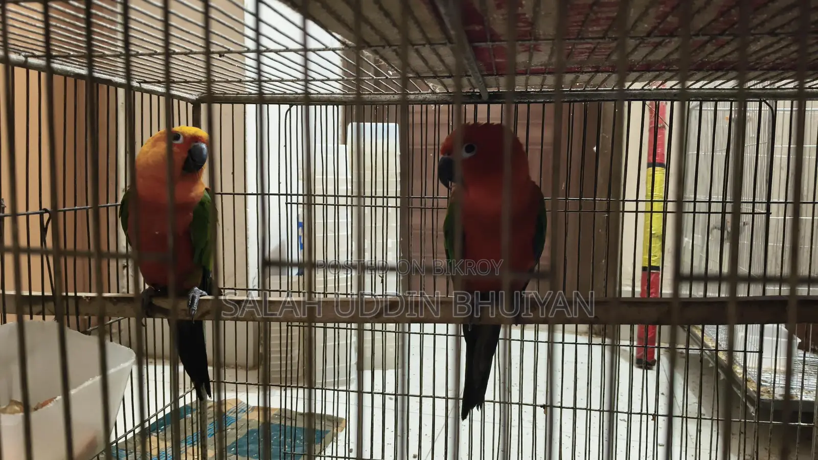 Sun Conure