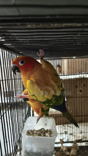 Sun Conure