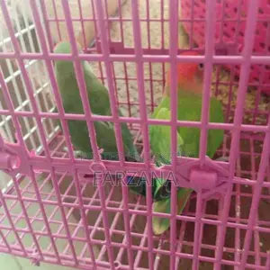 Rosy Peach Face Lovebirds for Sale