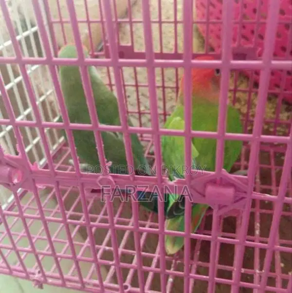 Rosy Peach Face Lovebirds for Sale