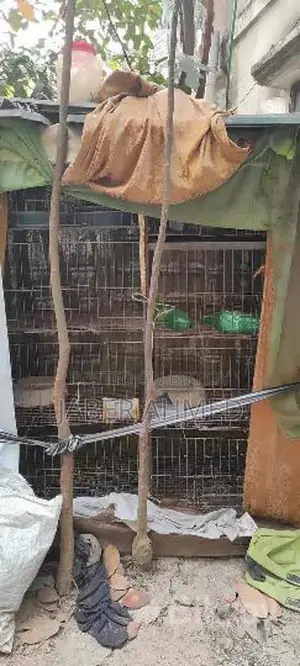চার থাকের মজবুত খাঁচা