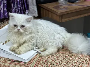 পারসিয়ান ২ মাস বয়স