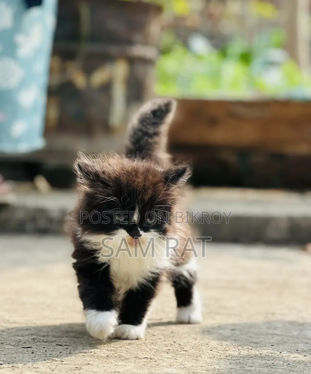 Traditional Persian Male/Female Kitten