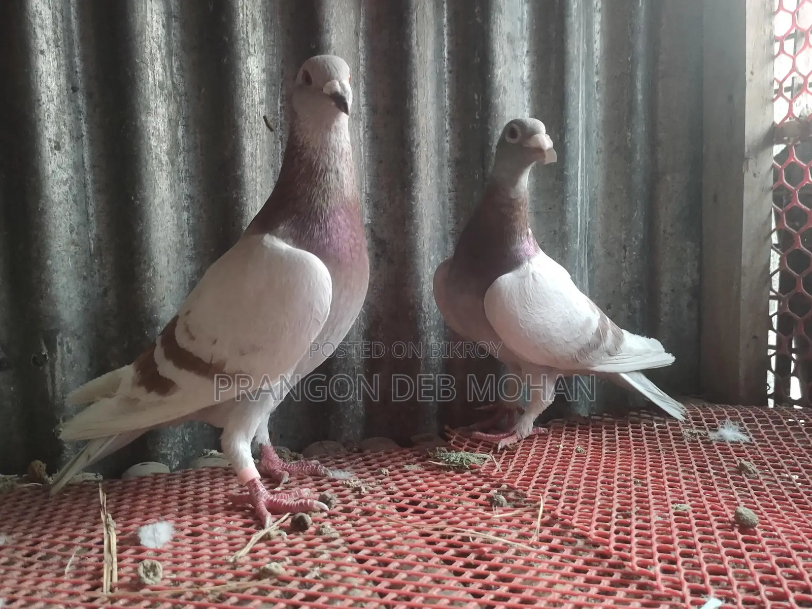মিলি রেছার