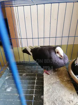 Deshi Golla Pigeon