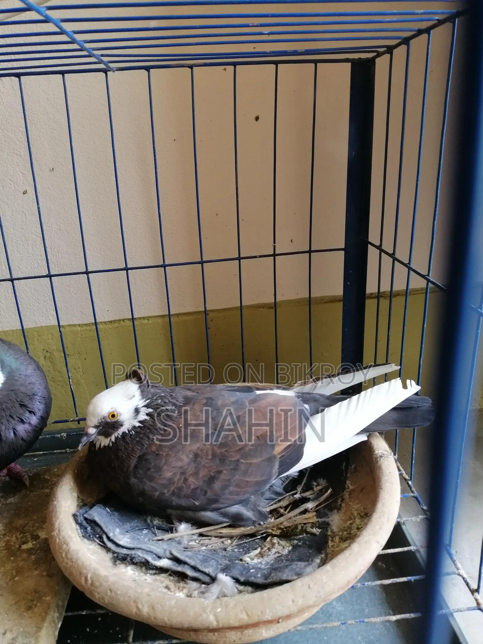 Deshi Golla Pigeon