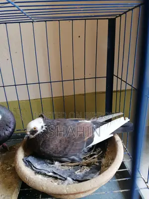 Deshi Golla Pigeon