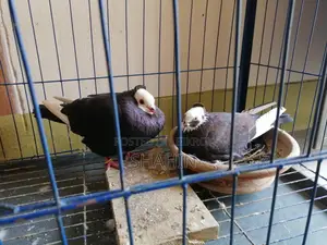Deshi Golla Pigeon