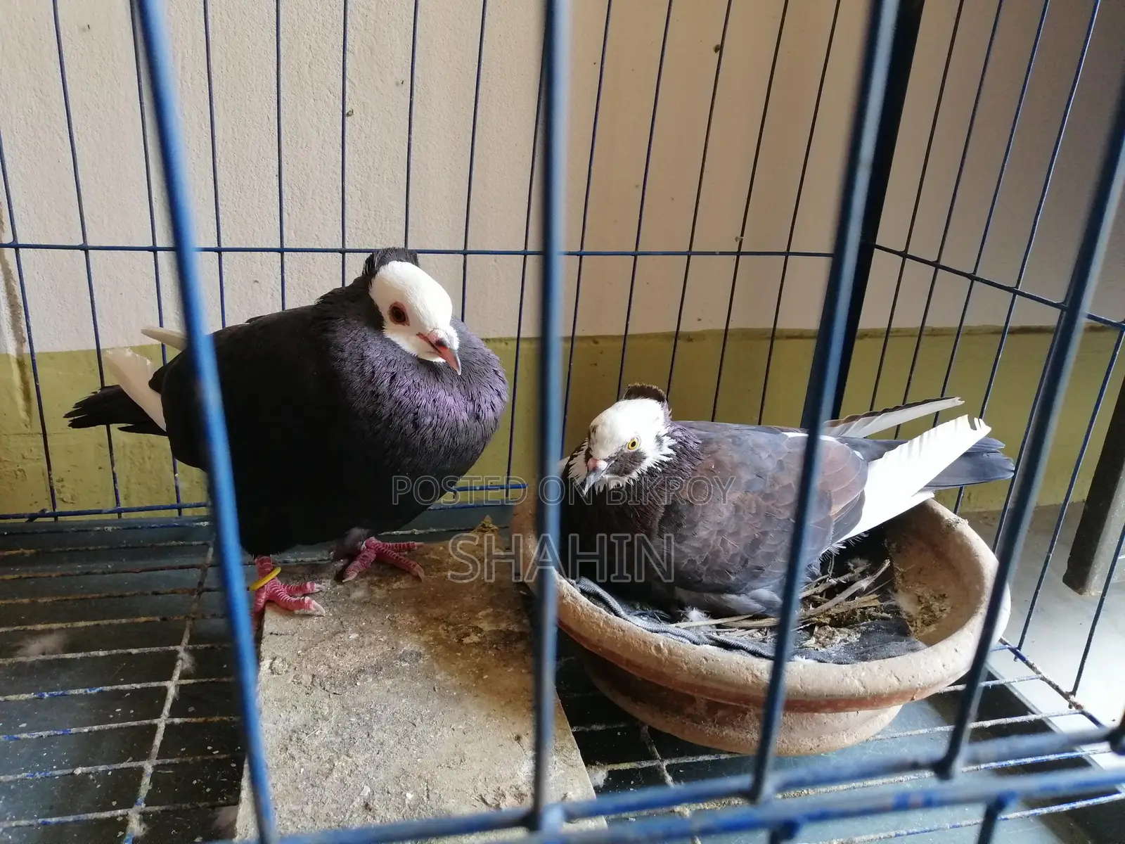Deshi Golla Pigeon